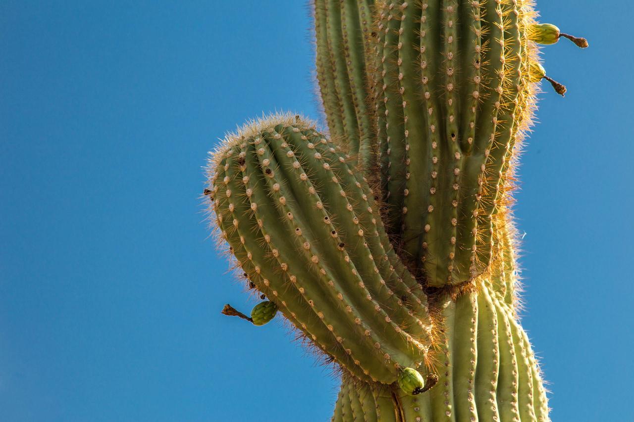 Apartmán Esplendora Tucson Exteriér fotografie
